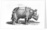 Rhinoceros, 1515 by Albrecht (after) Durer or Duerer