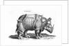 Rhinoceros, 1515 by Albrecht (after) Durer or Duerer