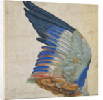 Wing of a Blue Roller by Hans Hoffmann