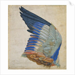 Wing of a Blue Roller by Hans Hoffmann