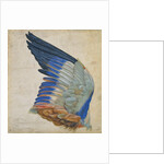 Wing of a Blue Roller by Hans Hoffmann