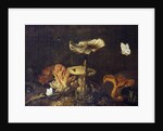 Still Life with Mushrooms and Butterflies by Otto Marseus van Schrieck