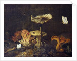 Still Life with Mushrooms and Butterflies by Otto Marseus van Schrieck