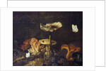 Still Life with Mushrooms and Butterflies by Otto Marseus van Schrieck