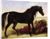 An Arabian Horse by Baron Antoine Jean Gros