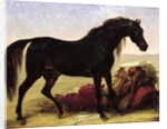 An Arabian Horse by Baron Antoine Jean Gros