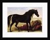 An Arabian Horse by Baron Antoine Jean Gros