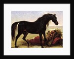 An Arabian Horse by Baron Antoine Jean Gros