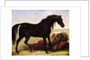 An Arabian Horse by Baron Antoine Jean Gros