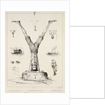 Letter Y from an alphabet primer by Victor Adam