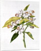fol.71 Orange tree flower by Nicolas Robert