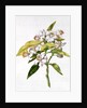 fol.71 Orange tree flower by Nicolas Robert
