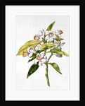 fol.71 Orange tree flower by Nicolas Robert