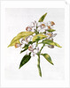fol.71 Orange tree flower by Nicolas Robert
