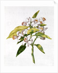 fol.71 Orange tree flower by Nicolas Robert