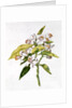 fol.71 Orange tree flower by Nicolas Robert