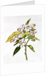fol.71 Orange tree flower by Nicolas Robert