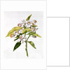 fol.71 Orange tree flower by Nicolas Robert
