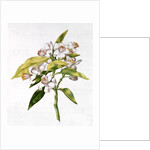 fol.71 Orange tree flower by Nicolas Robert