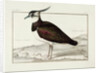 A Lapwing by Nicolas Robert
