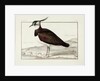 A Lapwing by Nicolas Robert