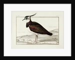 A Lapwing by Nicolas Robert