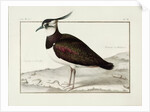 A Lapwing by Nicolas Robert