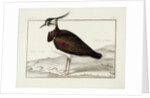 A Lapwing by Nicolas Robert
