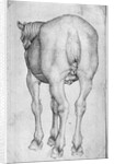 Horse by Antonio Pisanello