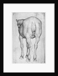 Horse by Antonio Pisanello