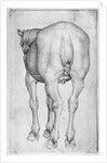Horse by Antonio Pisanello