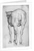 Horse by Antonio Pisanello
