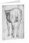 Horse by Antonio Pisanello