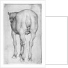 Horse by Antonio Pisanello