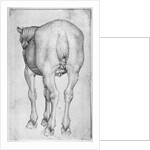 Horse by Antonio Pisanello