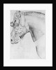 Head of a horse by Antonio Pisanello