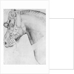 Head of a horse by Antonio Pisanello