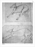 Dead horses by Antonio Pisanello