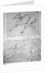 Dead horses by Antonio Pisanello