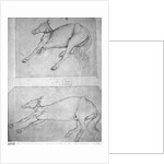 Dead horses by Antonio Pisanello