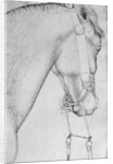 Head of a horse by Antonio Pisanello