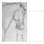 Head of a horse by Antonio Pisanello