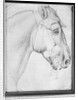 Head of a horse by Antonio Pisanello