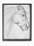Head of a horse by Antonio Pisanello