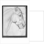 Head of a horse by Antonio Pisanello