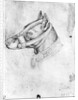 Head of a muzzled dog by Antonio Pisanello