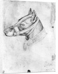 Head of a muzzled dog by Antonio Pisanello