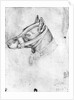 Head of a muzzled dog by Antonio Pisanello