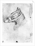 Head of a muzzled dog by Antonio Pisanello