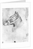 Head of a muzzled dog by Antonio Pisanello